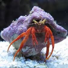 Invertebrates