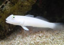 Gobies & Blennies