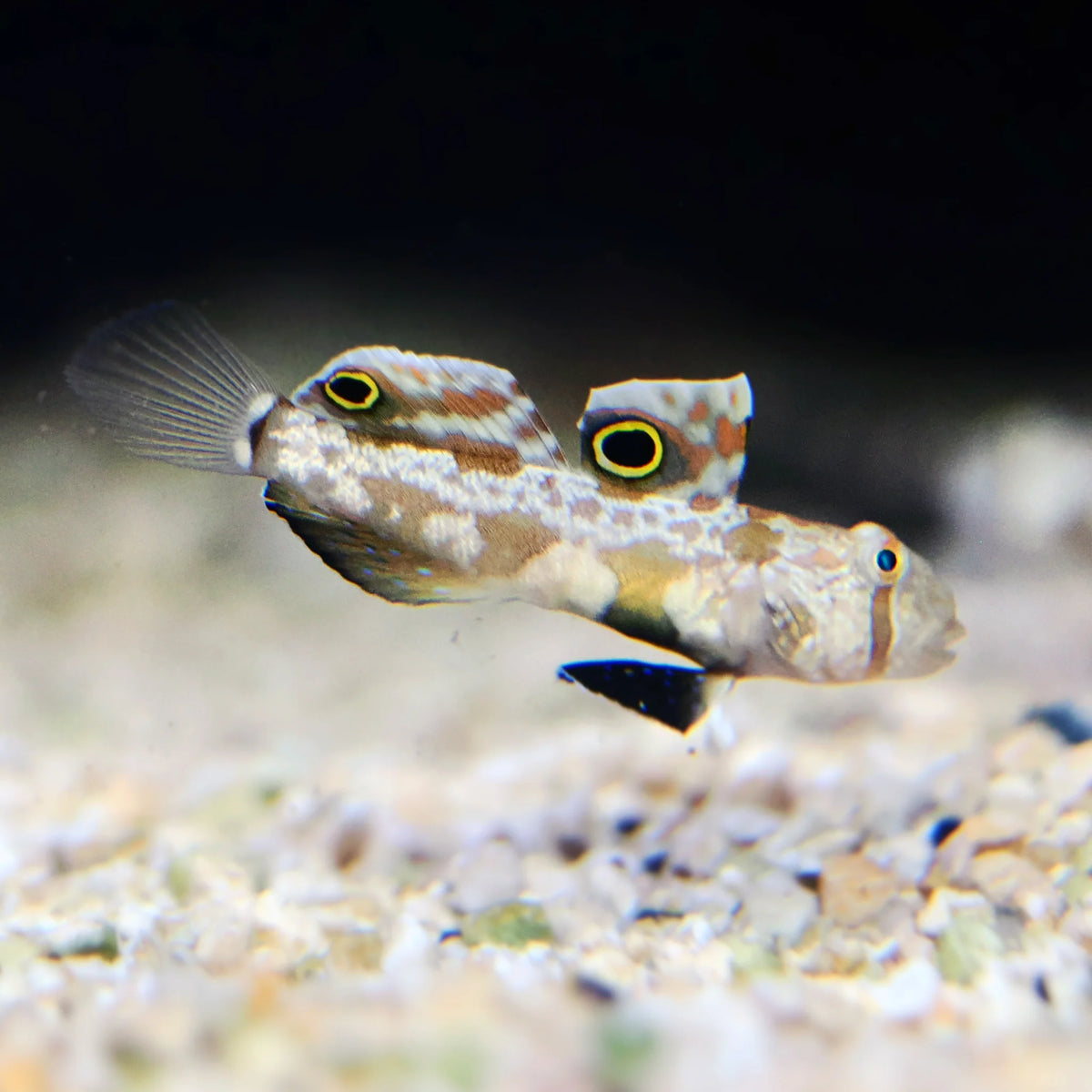 Two spot goby (Rare)