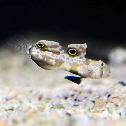 Two spot goby (Rare)