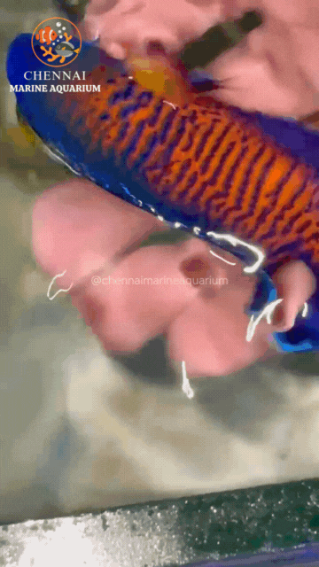 Philippines Deep Colour Coral Beauty Angelfish