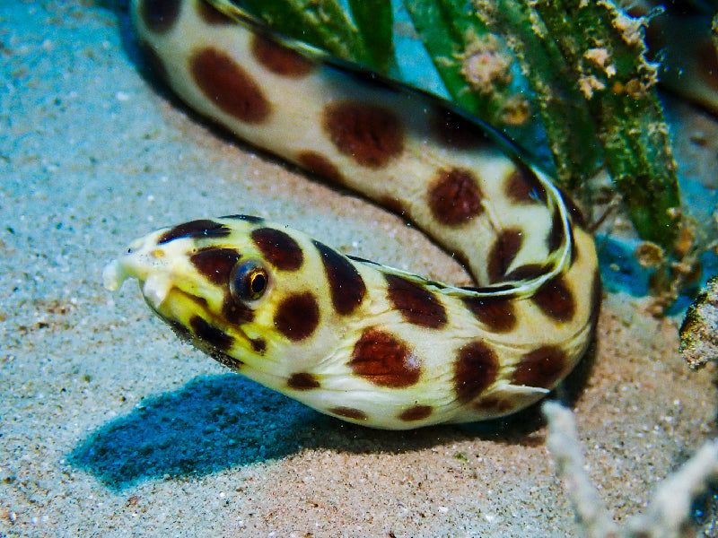 Spotted Snake Eel