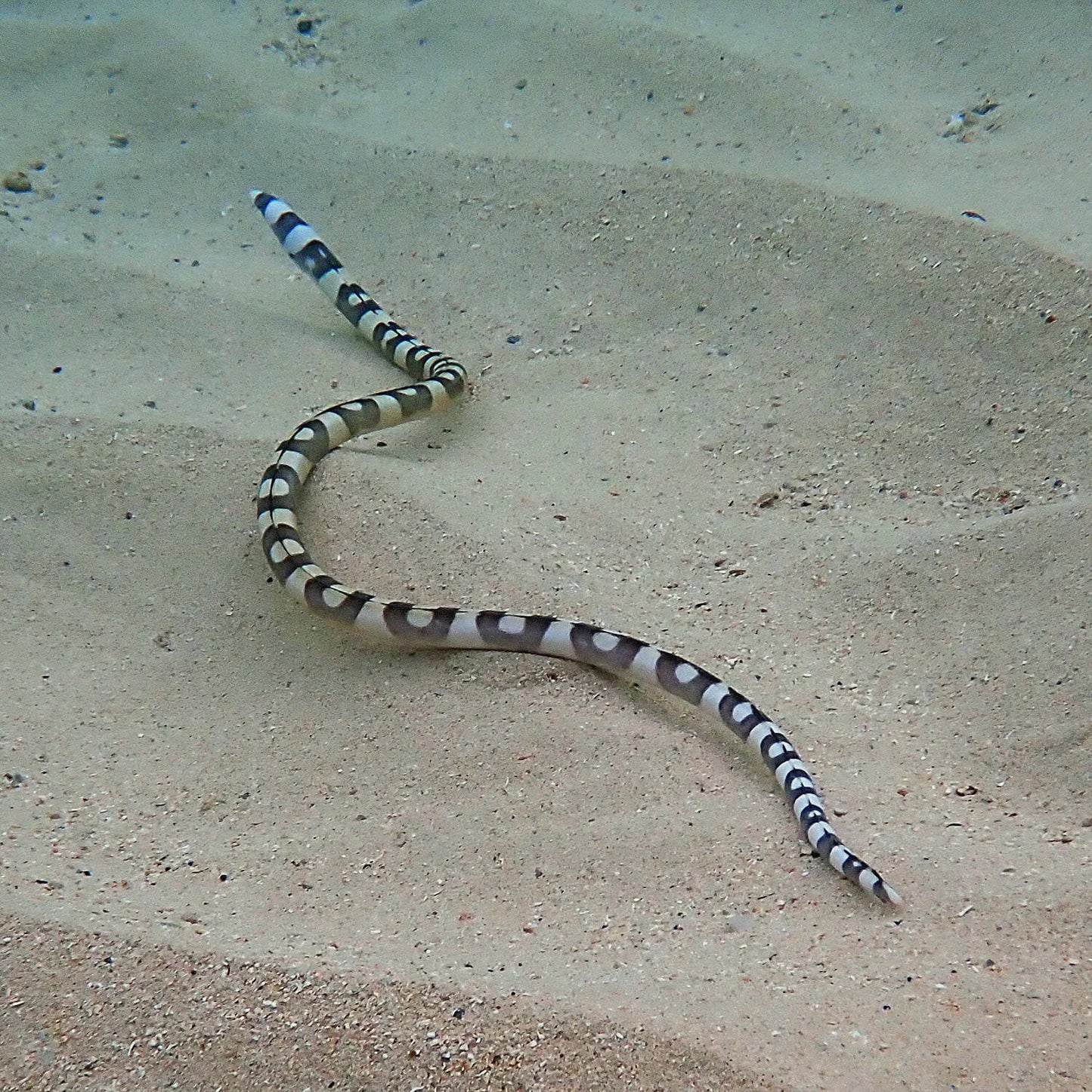 Spotted Snake Eel