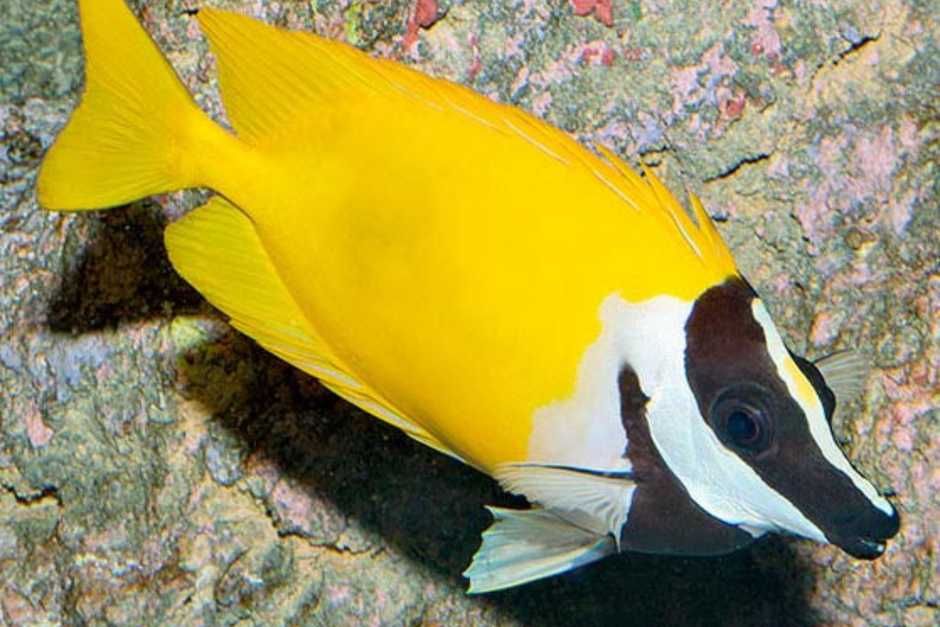 Foxface & Butterfly – Chennai Marine Aquarium