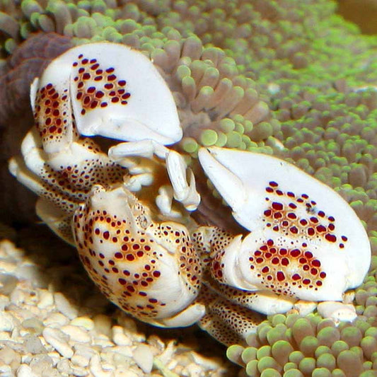 Porcelain anemone crab
