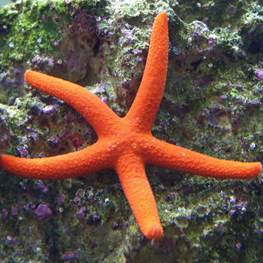 Orange Finger Star
