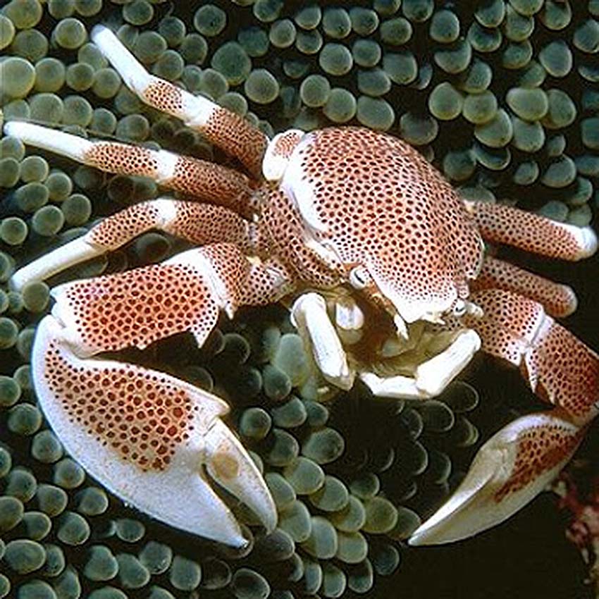 Porcelain anemone crab