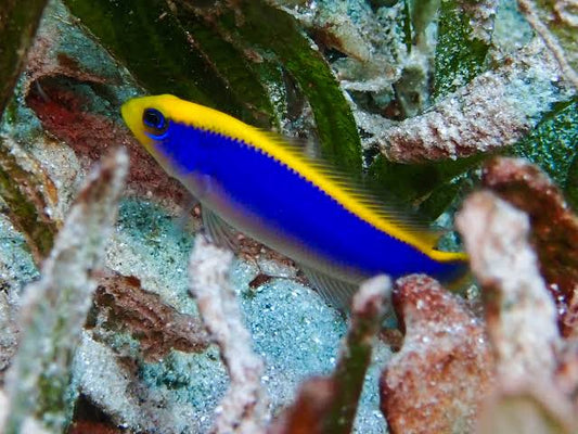 Red Sea Sunrise Dottyback