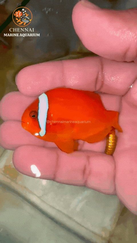 Philippines Red Tomato Clown
