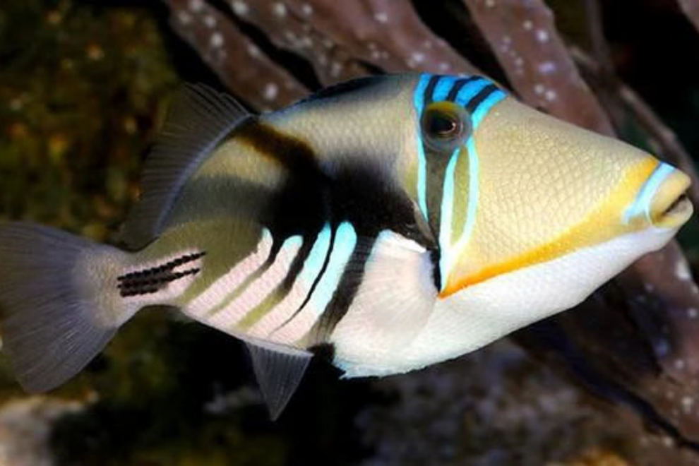 Picasso Trigger Fish (Indonesia) – Chennai Marine Aquarium