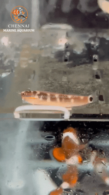 Tail Spot Blenny