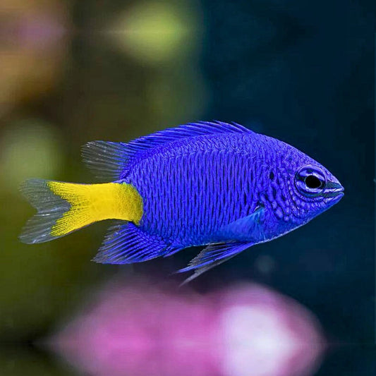 Blue Damselfish (Indian)