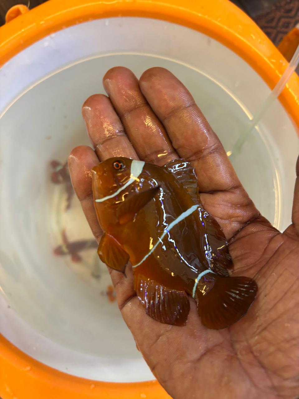 Maroon Clown Fish
