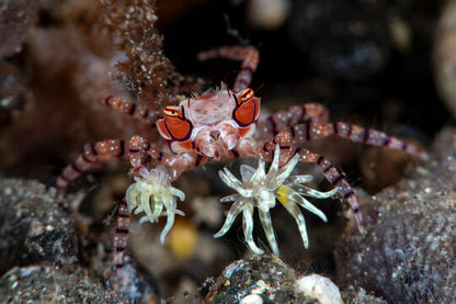 Pom - Pom Crab with Anemone