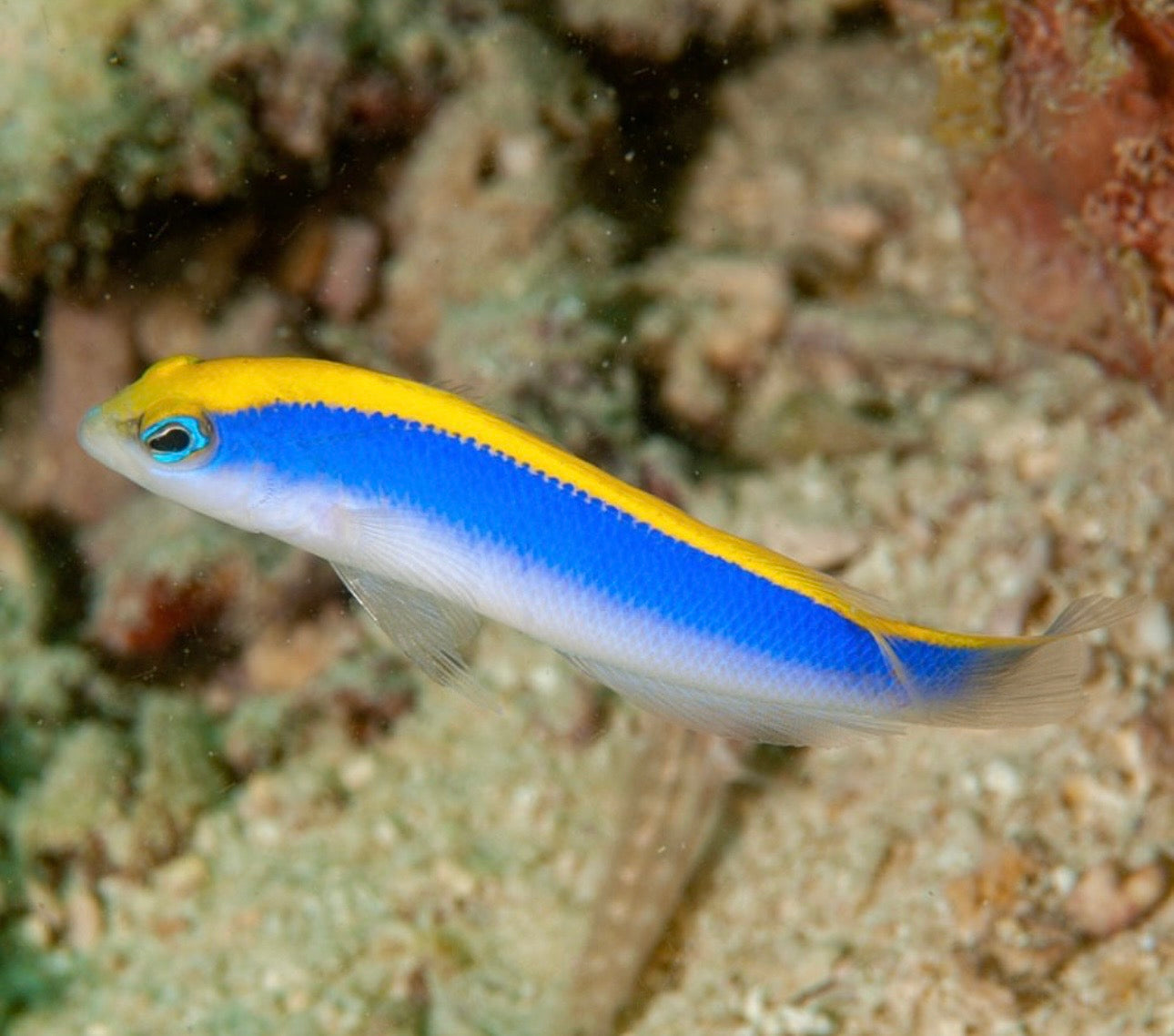 Red Sea Sunrise Dottyback