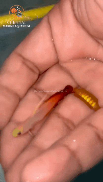 Decorated Fire Goby