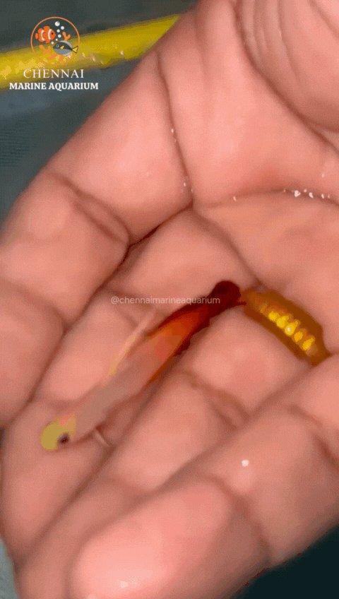 Decorated Fire Goby