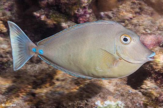 Unicorn Naso Tang (Unicornfish)