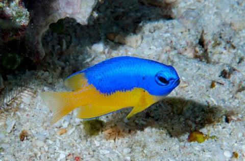 Metalic Blue Yellow Belly Damsel