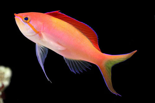Disper Anthias Female