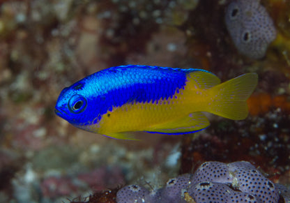 Metalic Blue Yellow Belly Damsel