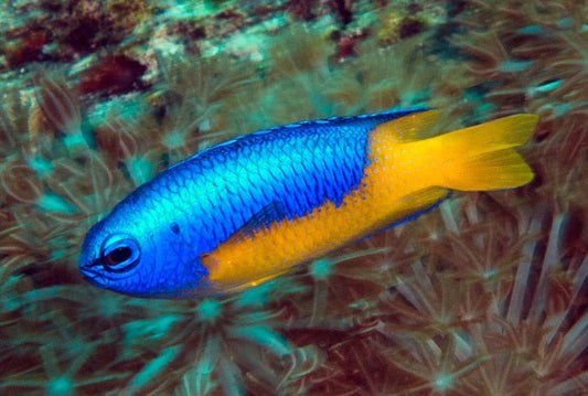Metalic Blue Yellow Belly Damsel