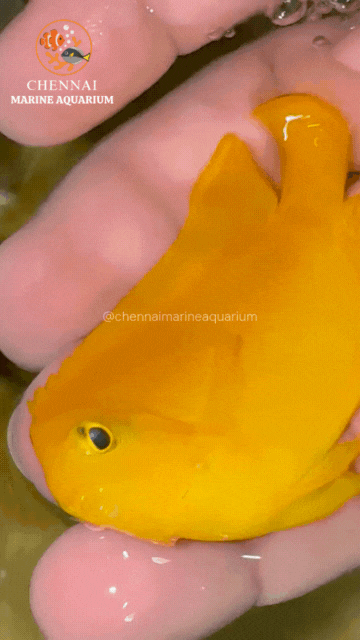 Yellow Lemon Peel Angelfish