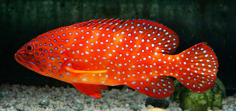 Tomato Grouper