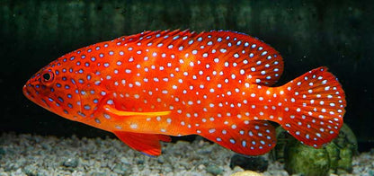 Tomato Grouper
