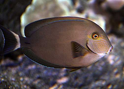 Ring Tail Tang