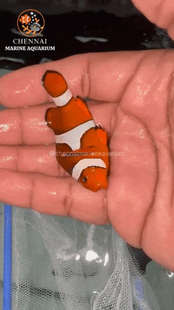 Philippines Red Ocillaris Clownfish