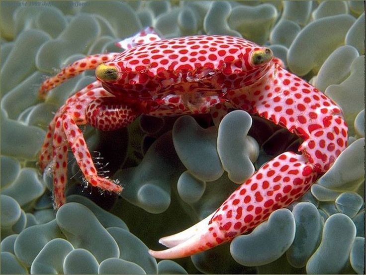 Red coral crab