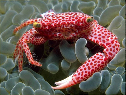 Red coral crab
