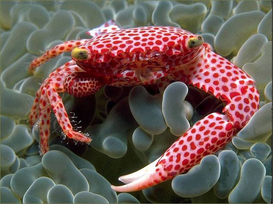 Red coral crab