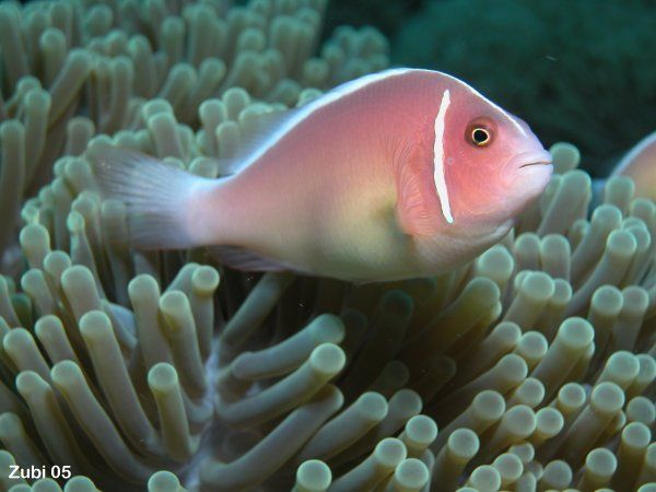 Pink Skunk Clownfish