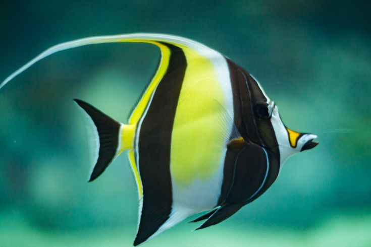 Moorish idol