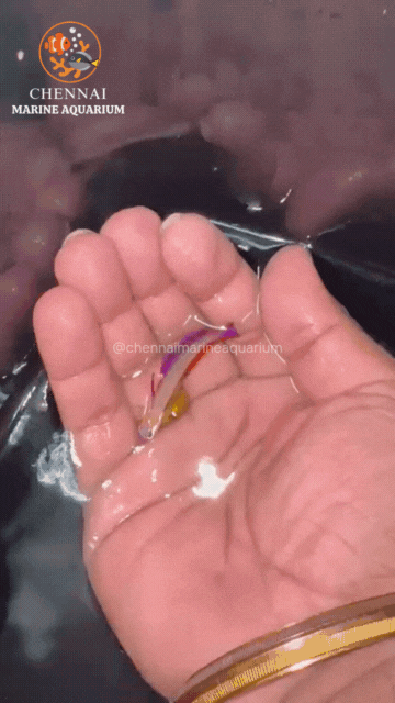 Purple Flame Goby