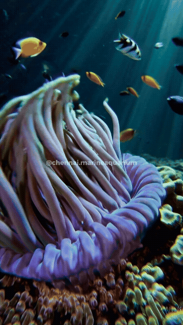 Purple base Ritteri Anemone