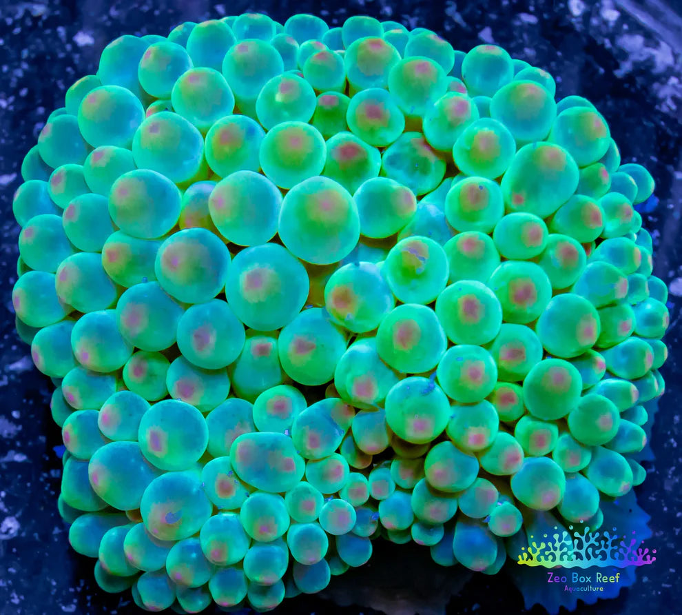 (Imported) PINK Bubble Tip Anemone