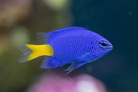 Azure Blue Yellow Tail Damsel