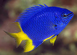 Azure Blue Yellow Tail Damsel