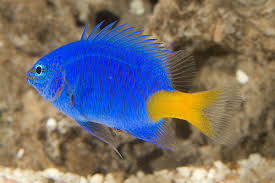 Azure Blue Yellow Tail Damsel