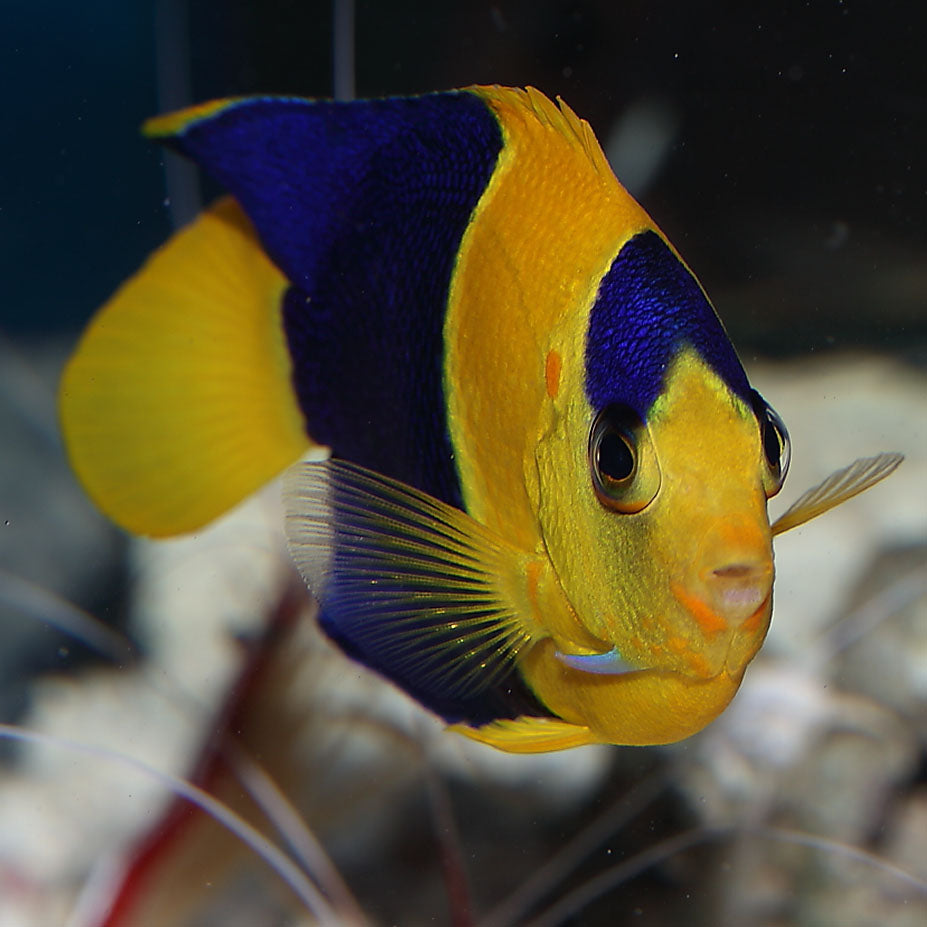 Bicolor Angelfish