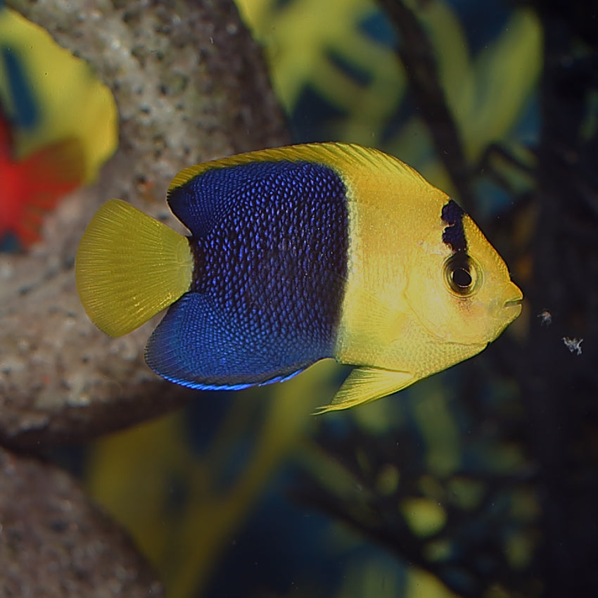 Bicolor Angelfish