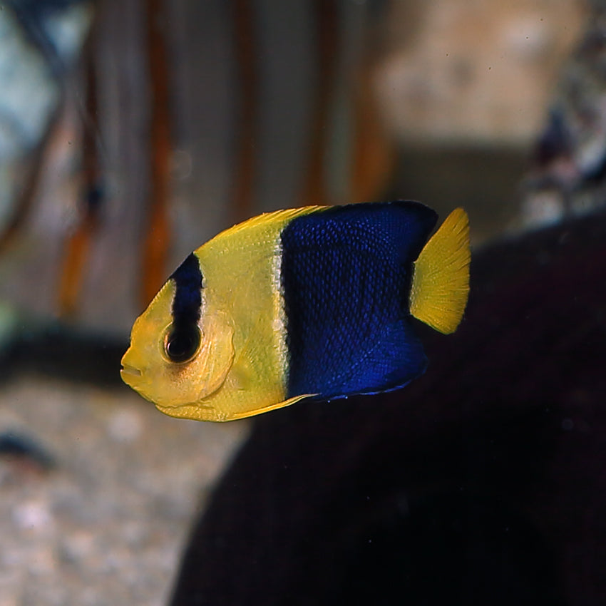 Bicolor Angelfish