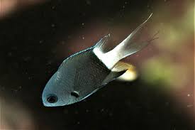 Bicolor Chromis