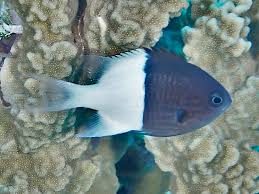 Bicolor Chromis