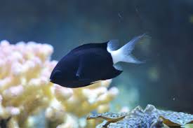 Bicolor Chromis