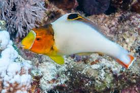 Bicolor Parrotfish