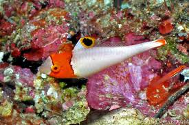 Bicolor Parrotfish